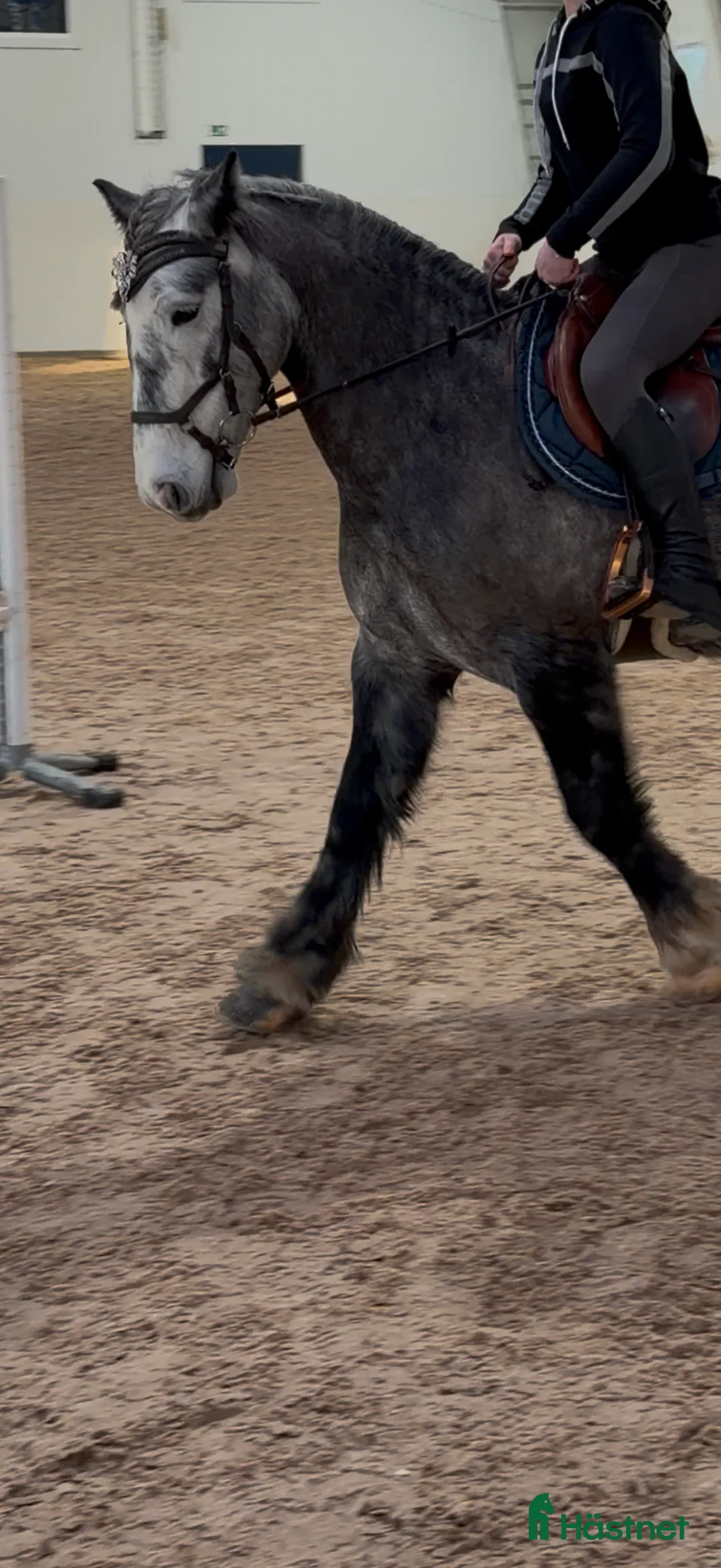 Allround hästar till salu: Super fin ponny  i Mariestad - Annons 3