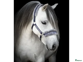 Övrig Hästutrustning hästutrustning till salu: Snygg fluffgrimma, stl cob i Klippan - Annons 10