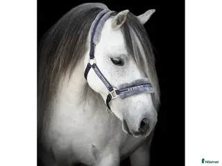 Övrig Hästutrustning hästutrustning Snygg fluffgrimma, stl cob i Klippan - Annons 20