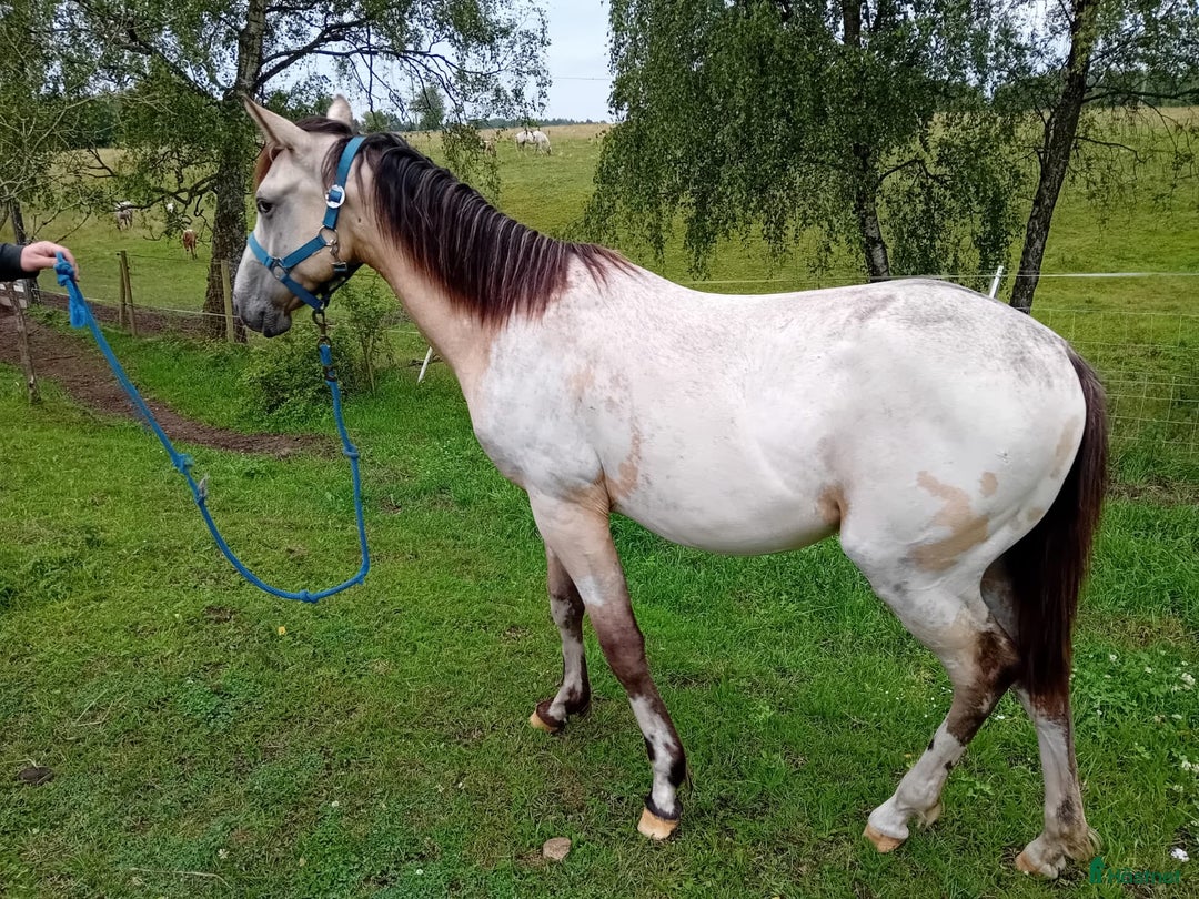 Allround hästar till salu: Appaloosa Colt i Sösdala - Bild 6
