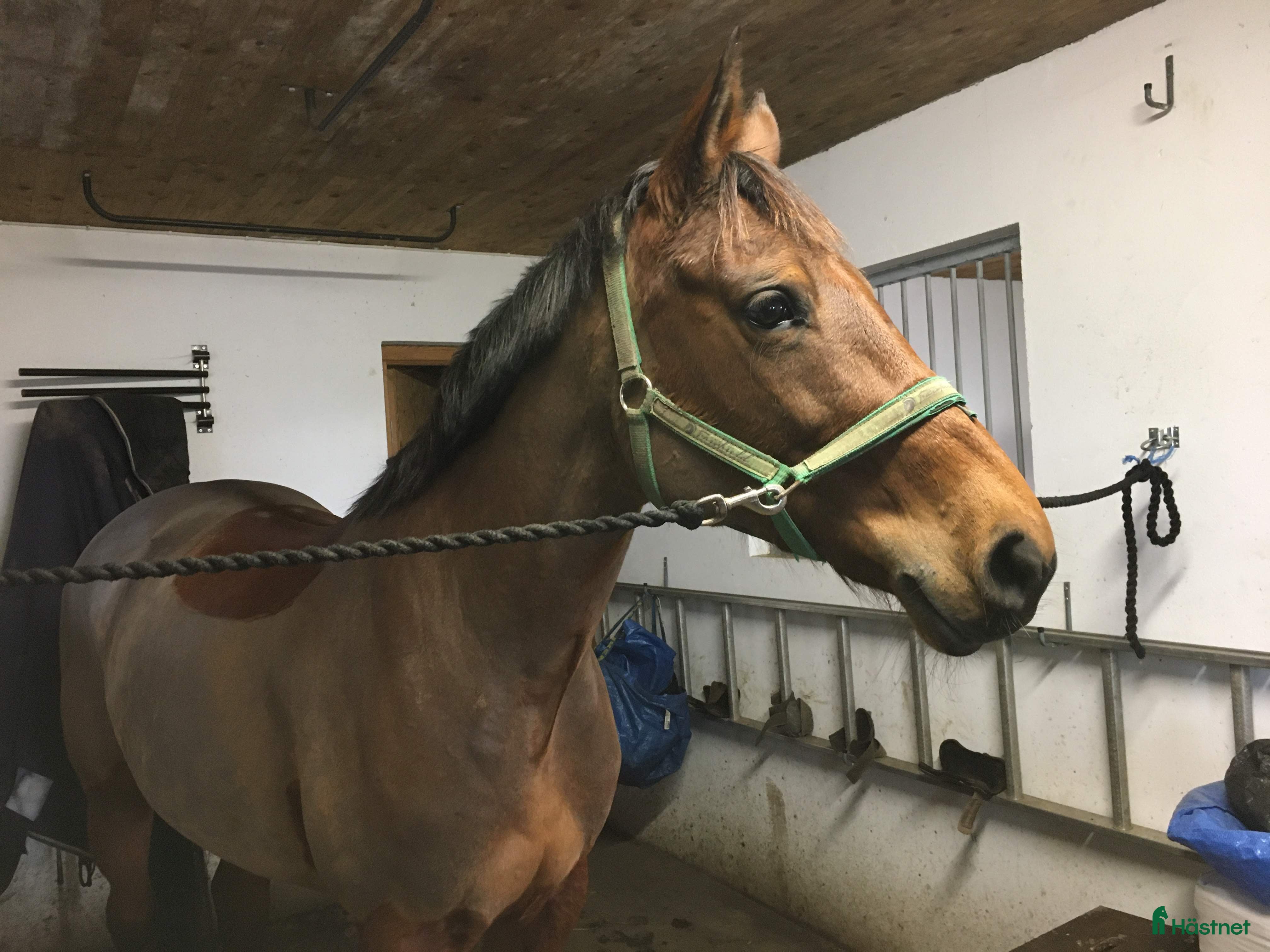  hästar Fin promenadhäst och för lättare träning  - Annons 1