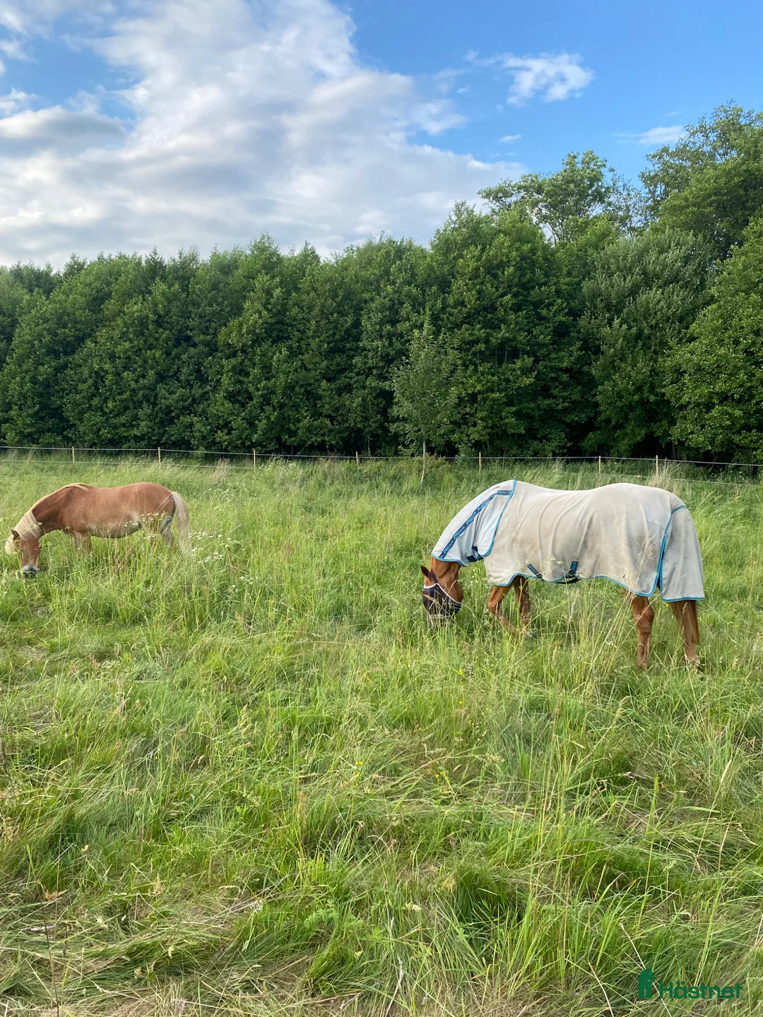 Allround hästar sökes: Sommarhäst sökes ☀️ - Annons 3