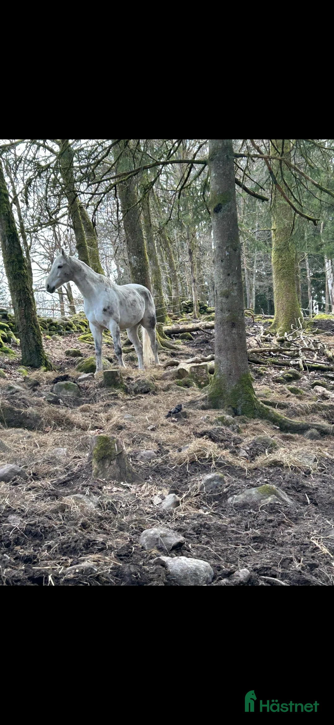  stallplats finnes: Mysig Lösdrift i lindome  - Annons 10