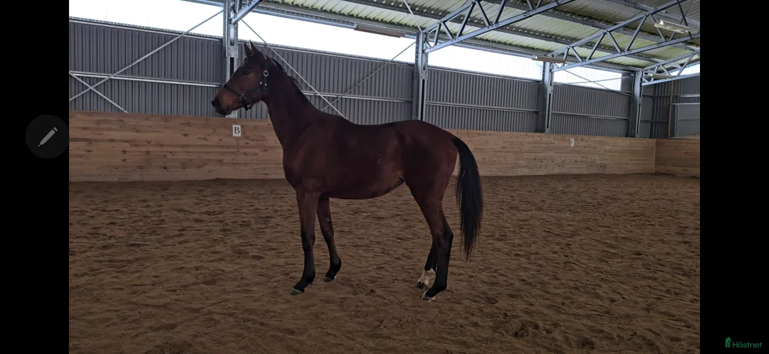 Dressyr hästar till salu: Stam i världsklass STO PATHENON-HERMES-KRACK C i Fellingsbro - Annons 2