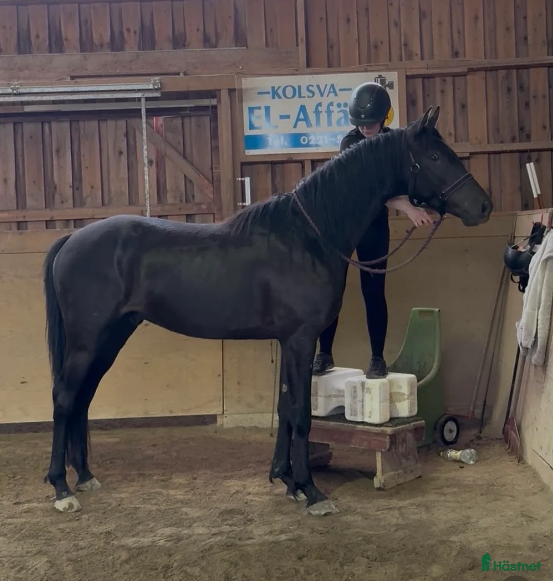 Allround hästar till salu: Genomsnäll 4-årig angloarab - Annons 2