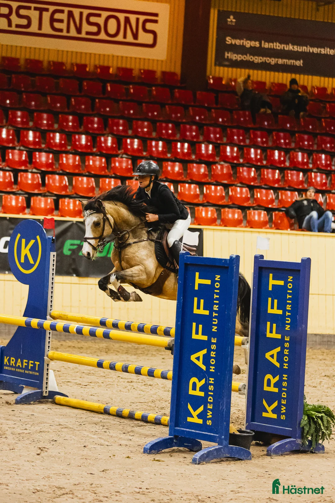 Hoppning hästar till salu: Mästerskapsponny med internationell kapacitet - Annons 11