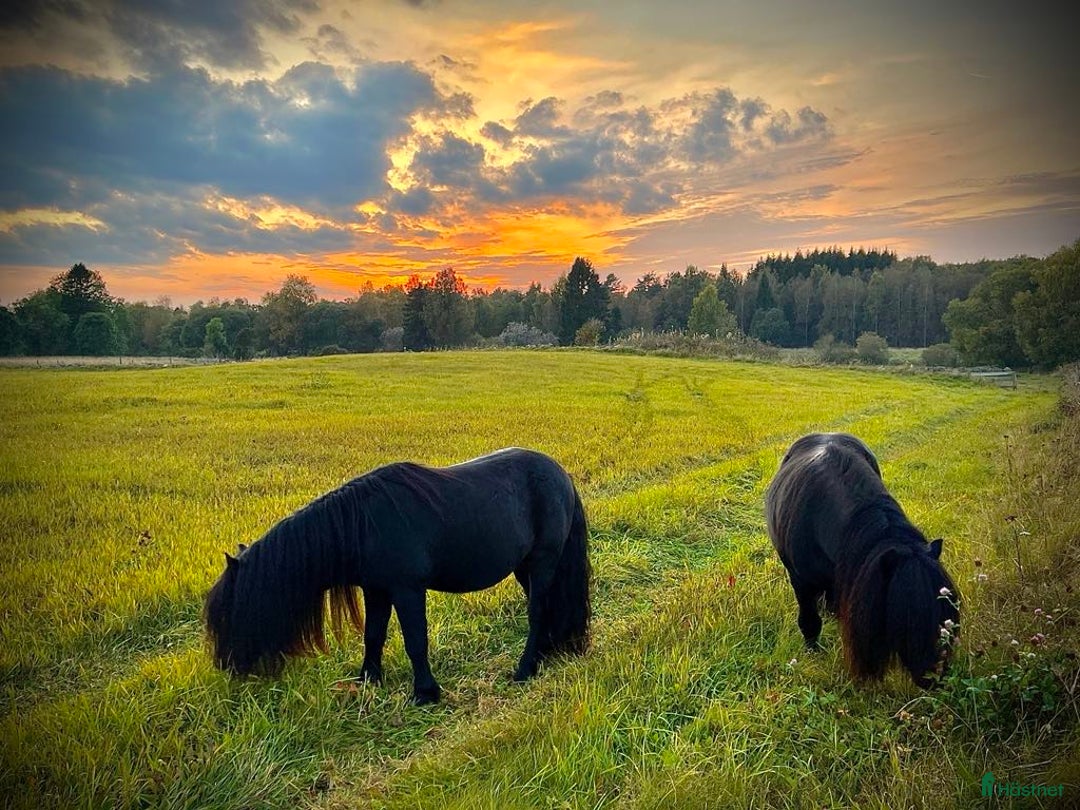 Avelshästar hästar till salu: Avelshingst shetlandsponnyn  i Falköping - Annons 7