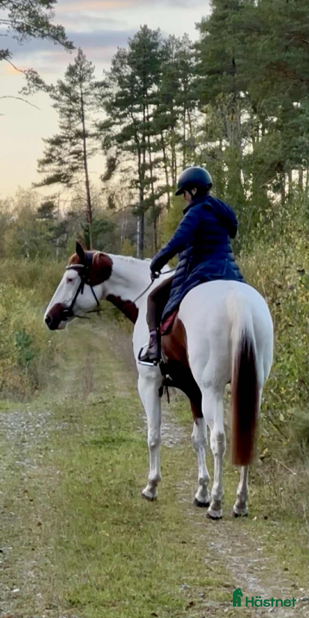 Allround hästar till salu: Världens snällaste paint i Örsundsbro - Annons 3