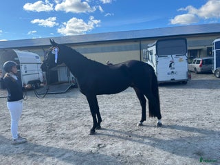 Allround hästar till salu: Härlig unghäst med kvalitéer i Broby - Annons 2