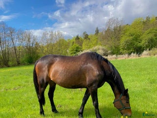 hästar Nikki i Jukkasjärvi - Annons 15