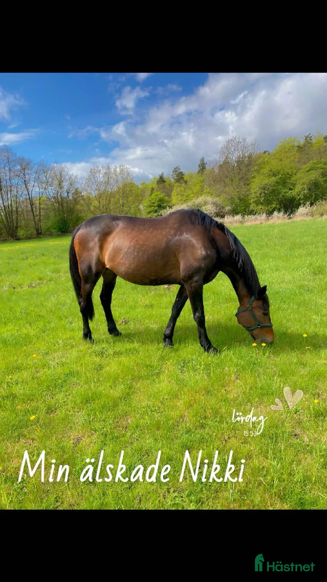 Trav hästar till salu: Nikki  i Jukkasjärvi - Annons 1