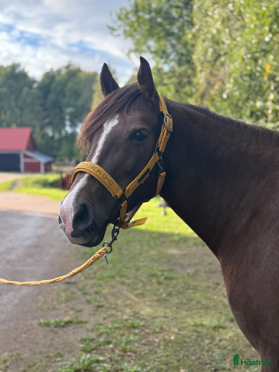 Allround hästar till salu: Ljuvligt fux-sto - en riktig prinsessa! D-ponny i Tidaholm - Annons 3