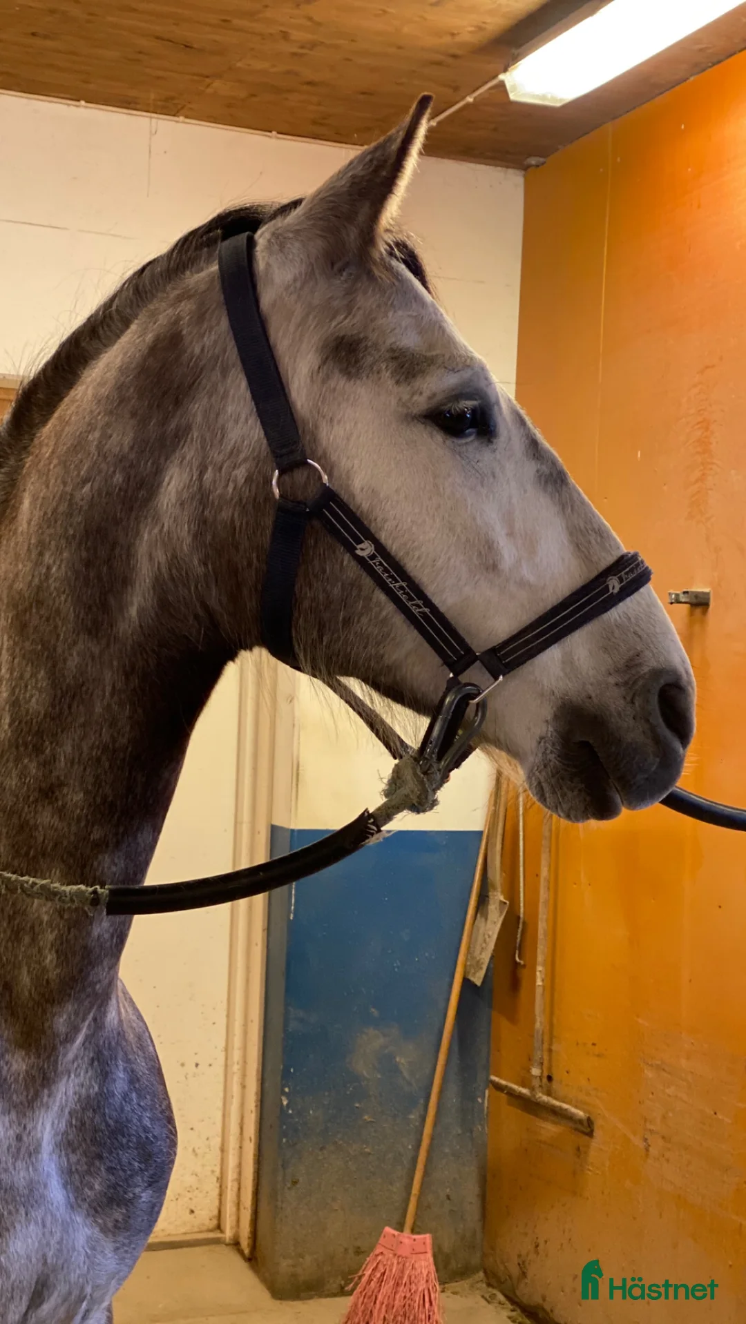 Allround hästar till salu: Superfin PRE valack  - Annons 2