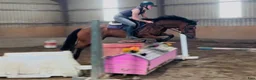 Allround hästar till salu: Irish riding ponies  - Annons 12