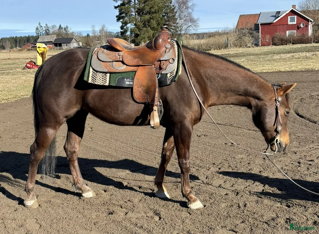 Western hästar till salu: Quartersto i Västra Ämtervik - Annons 1