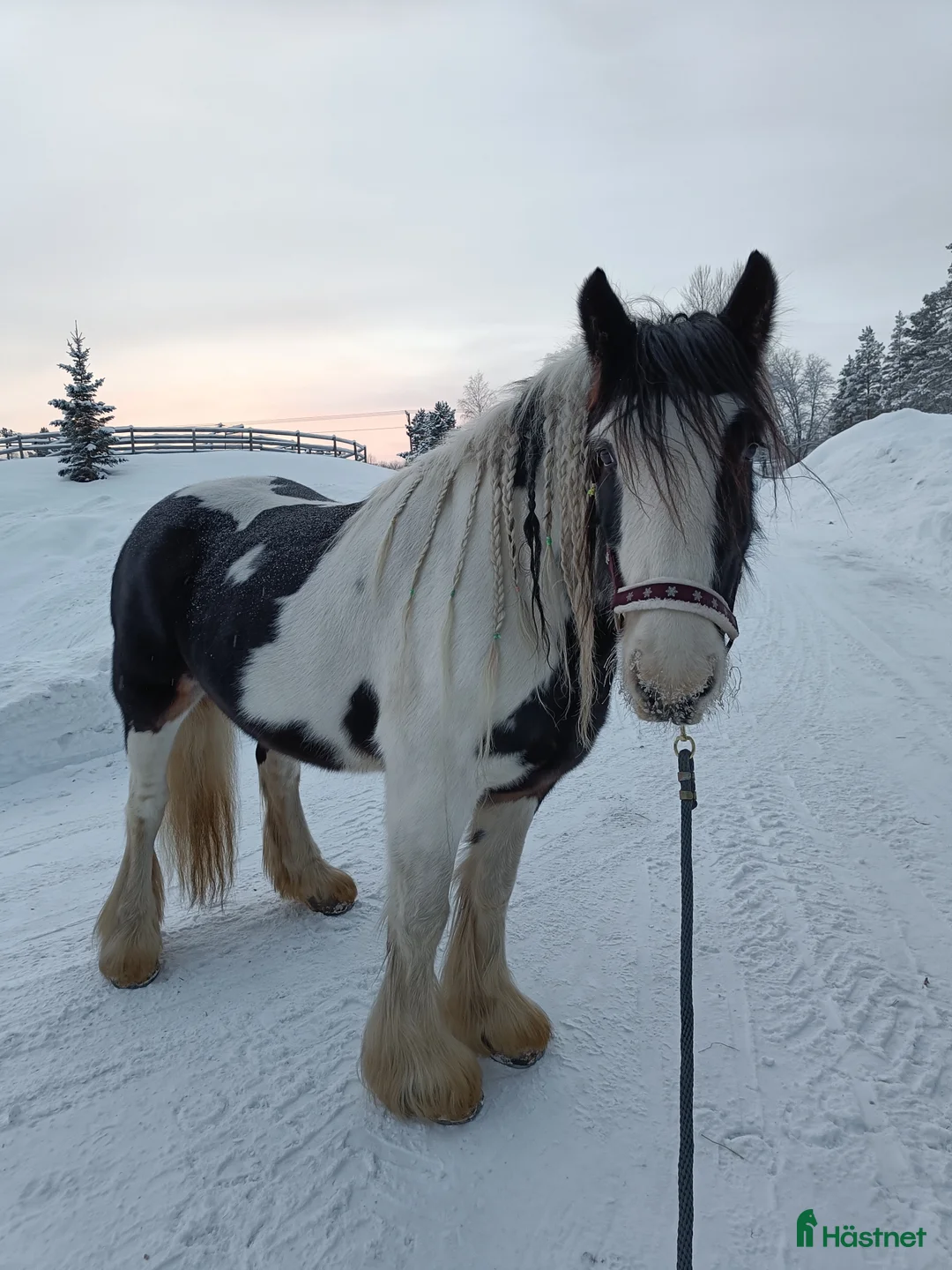  medryttarhäst finnes: Medryttare sökes i Brunflo - Annons 2