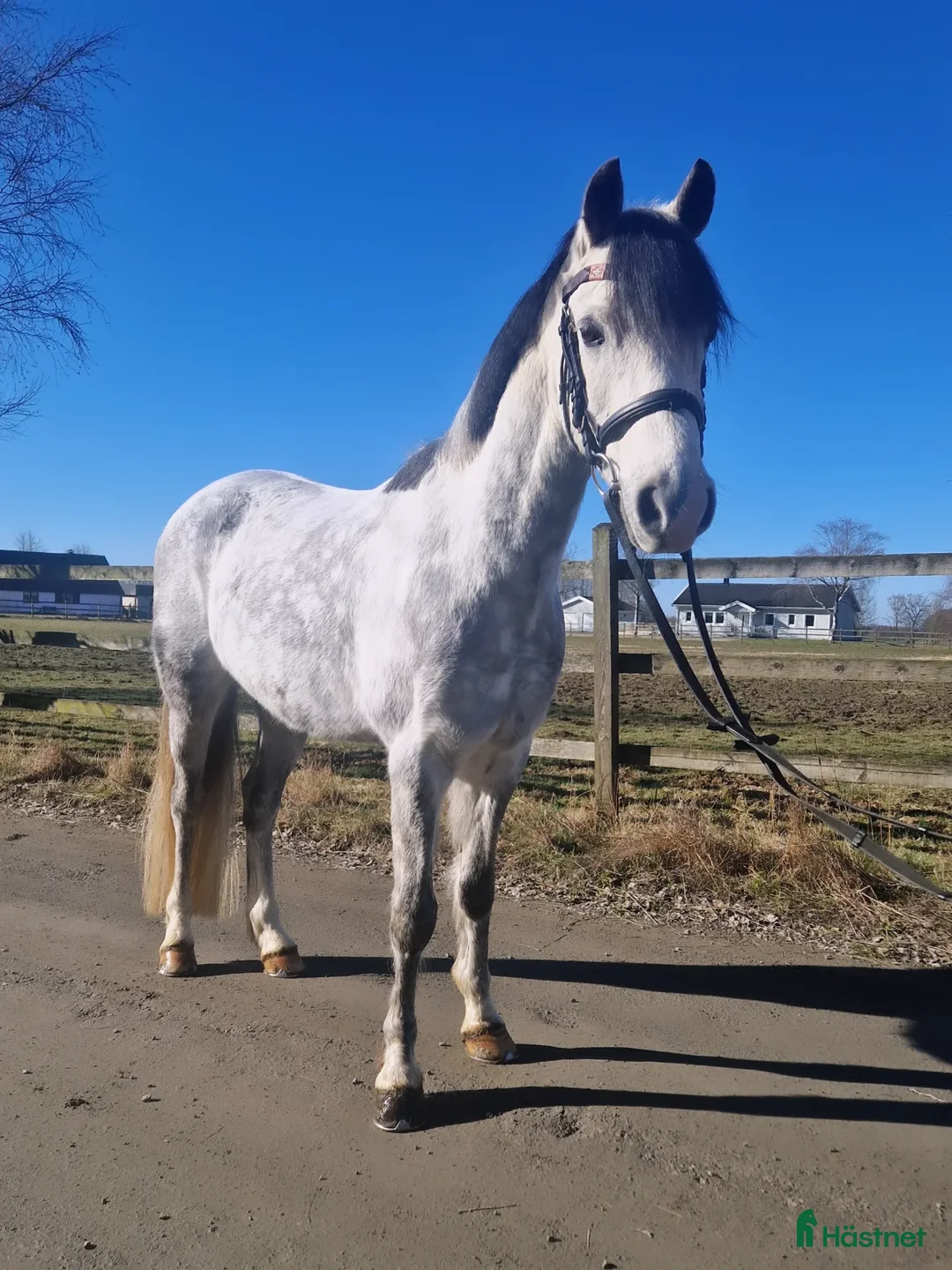 Allround hästar till salu: Supersnäll c-ponny! ✨️ - Filmlänk - Annons 1