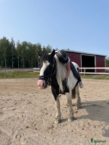 hästar i Järfälla - Annons 14
