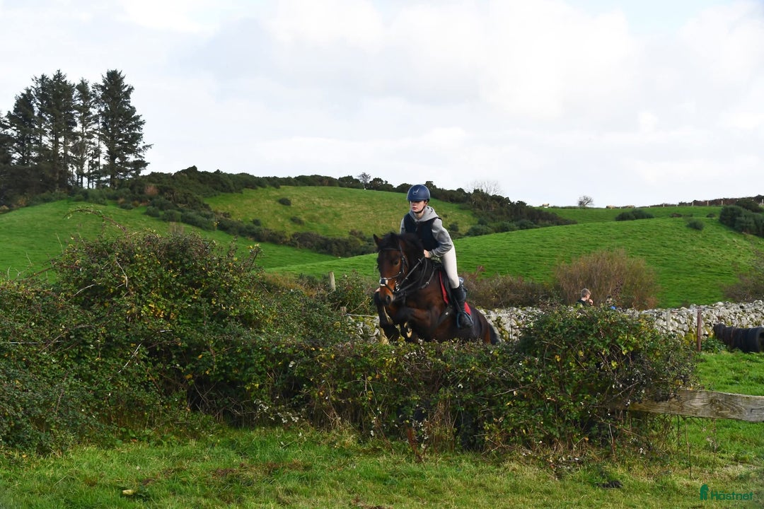 Hoppning hästar till salu: Amazing pony i Göteborg - Annons 11