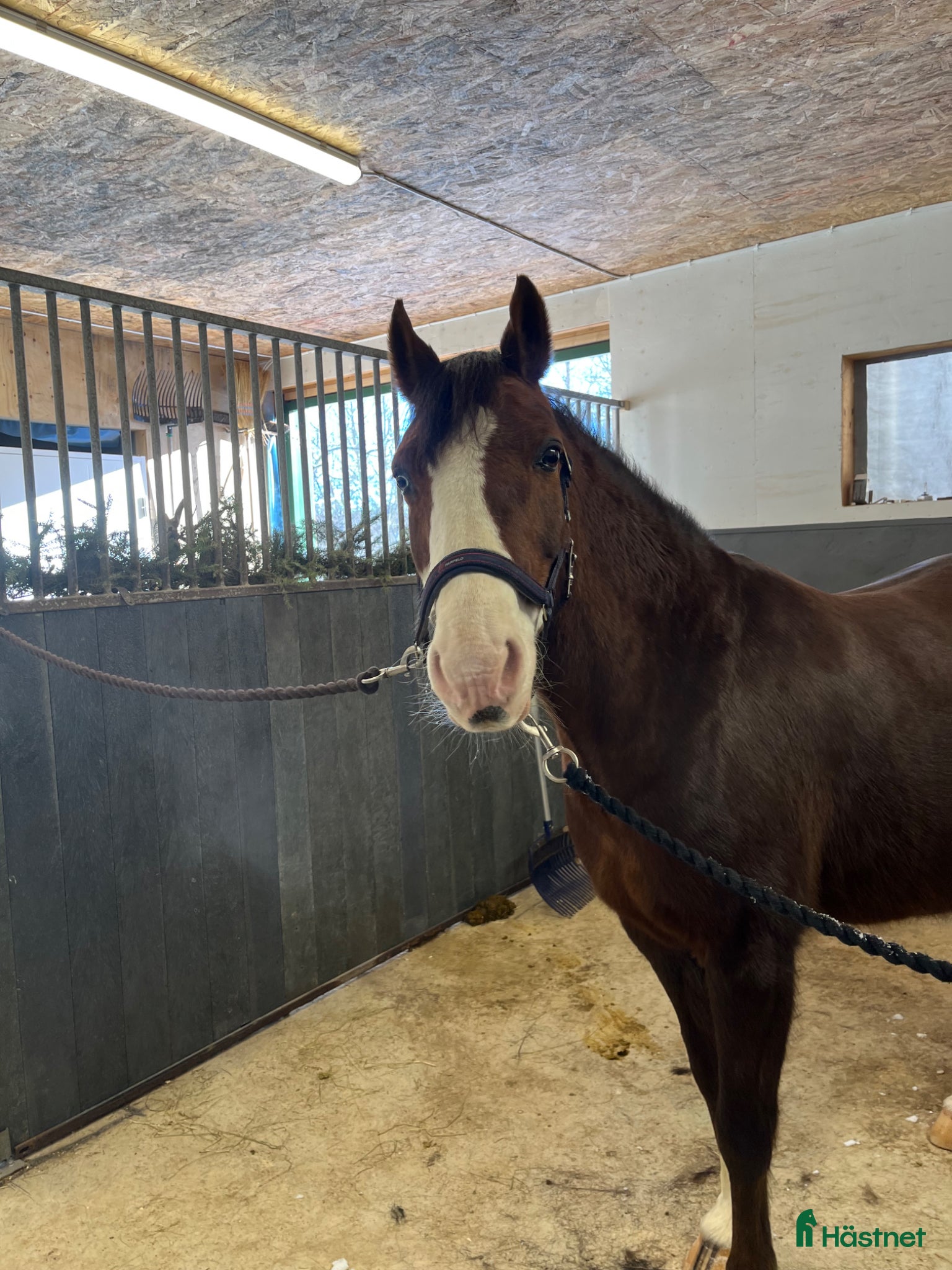  hästar Finaste ponnyn💞 - Annons 2