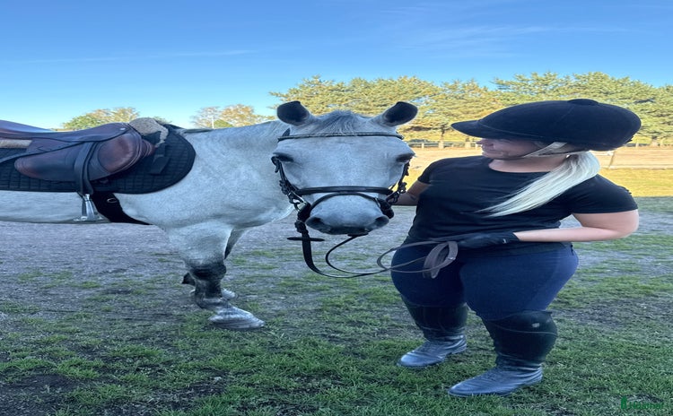 hästar i Munka-ljungby - Annons 9