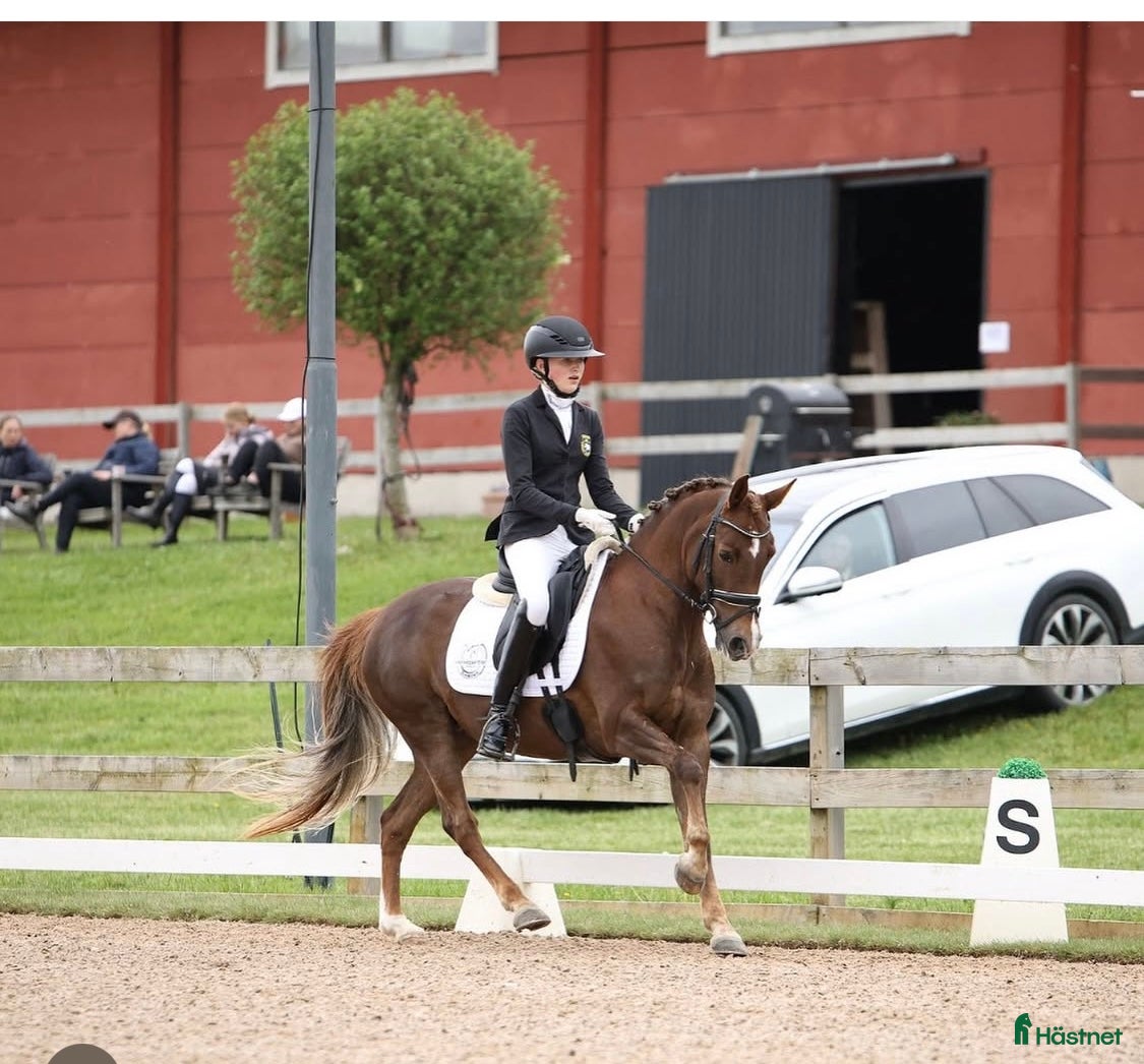  hästar Black Friday, Ta chansen, 4a i SM 2025🤩 i Vallåkra - Annons 12