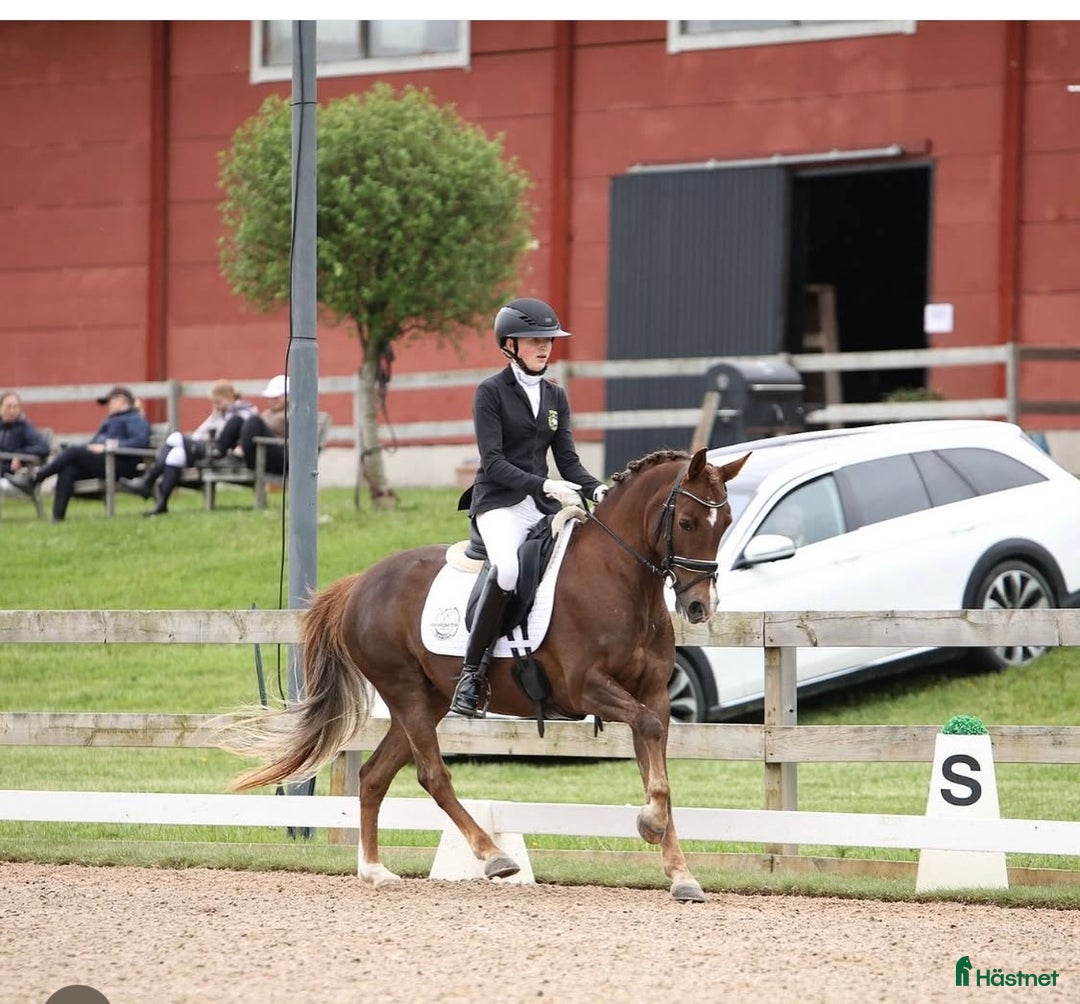 Dressyr hästar till salu: Black Friday, Ta chansen, 4a i SM 2025🤩 i Vallåkra - Annons 1