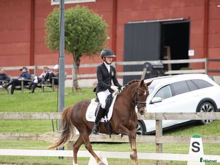 hästar Black Friday, Ta chansen, 4a i SM 2025🤩 i Vallåkra - Annons 17