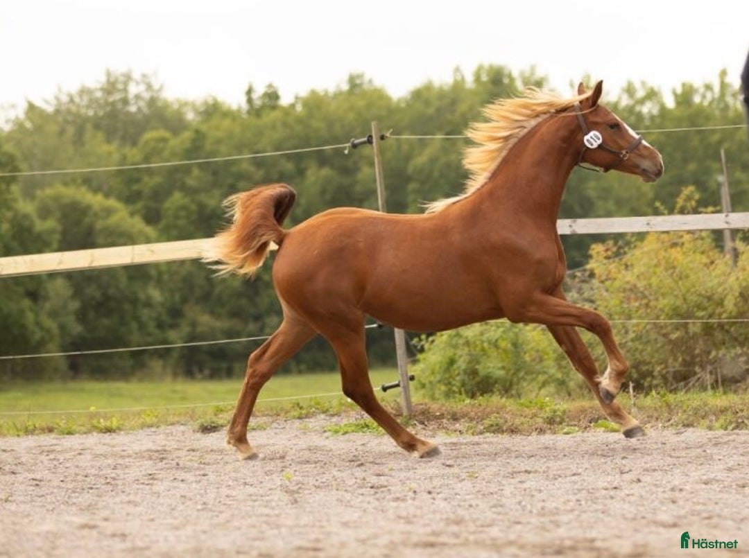 Övrigt hästar till salu: Multitalang i Söderköping - Annons 6
