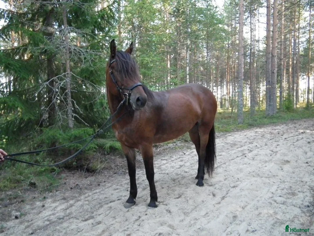 Allround hästar till salu: ✨️Söker nytt hem till vår stjärna ✨️ i Umeå - Annons 2