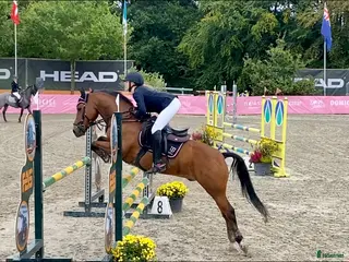 hästar Romeo’s Karl Smart i Roskilde - Annons 14