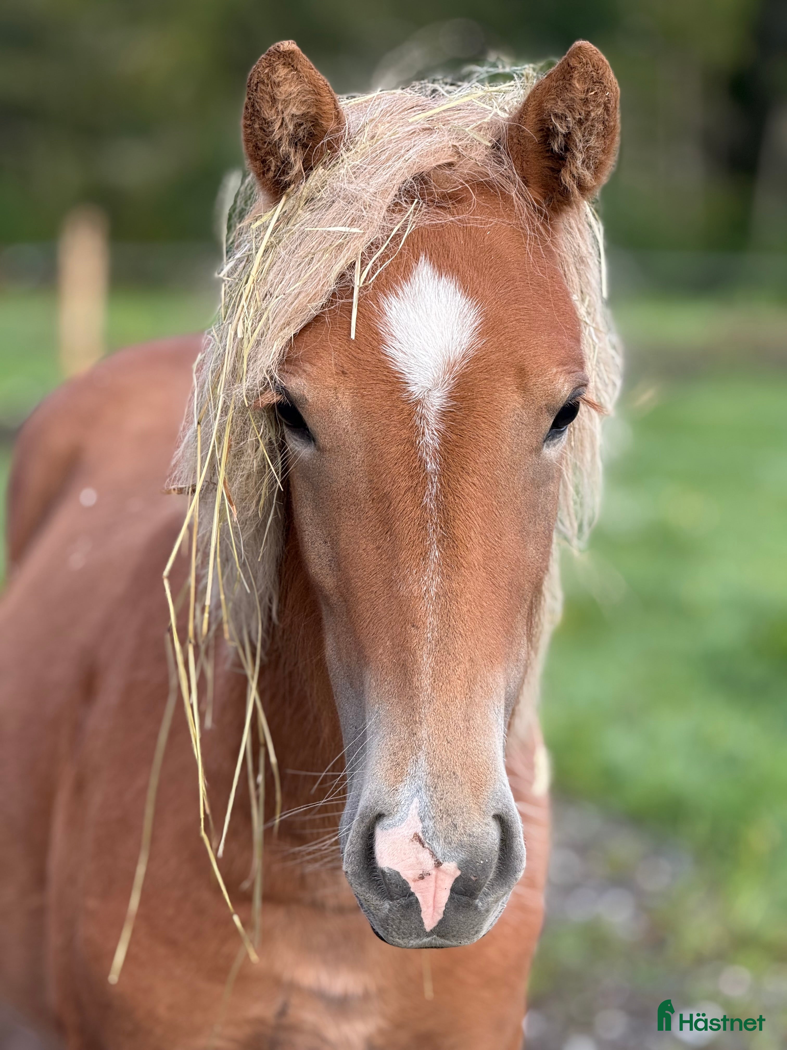  hästar Bedårande söt och lovande sto i Ljusdal - Annons 4