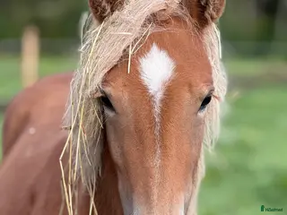 hästar Bedårande söt och lovande sto i Ljusdal - Annons 4