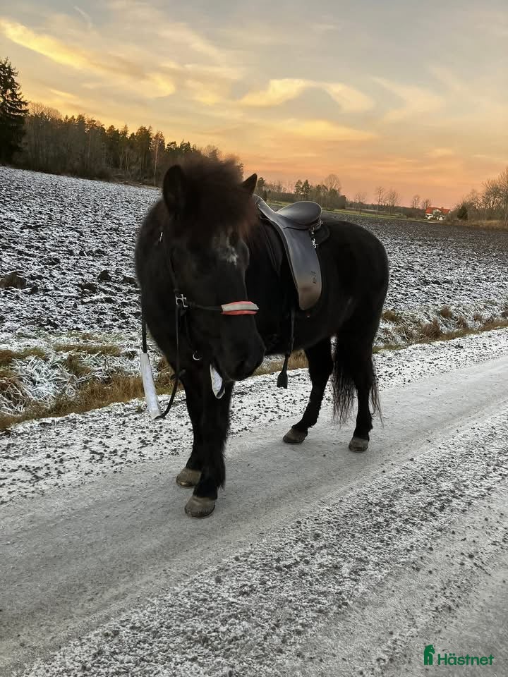  stallplats Stallplats med box och lösdrift utan kallhyra!! - Annons 16