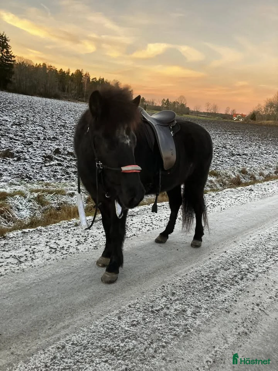 stallplats finnes: Stallplats med box och lösdrift utan kallhyra!! i Uppsala - Annons 1