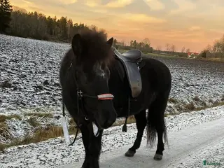 stallplats Stallplats med box och lösdrift utan kallhyra!! - Annons 16