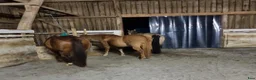  stallplats finnes: Plats i lösdrift  - Annons 2