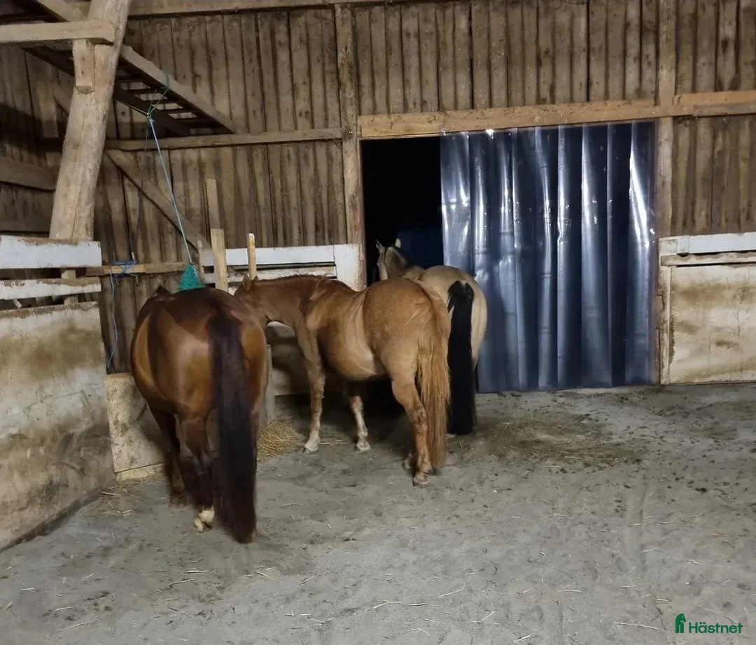  stallplats finnes: Plats i lösdrift  - Annons 2