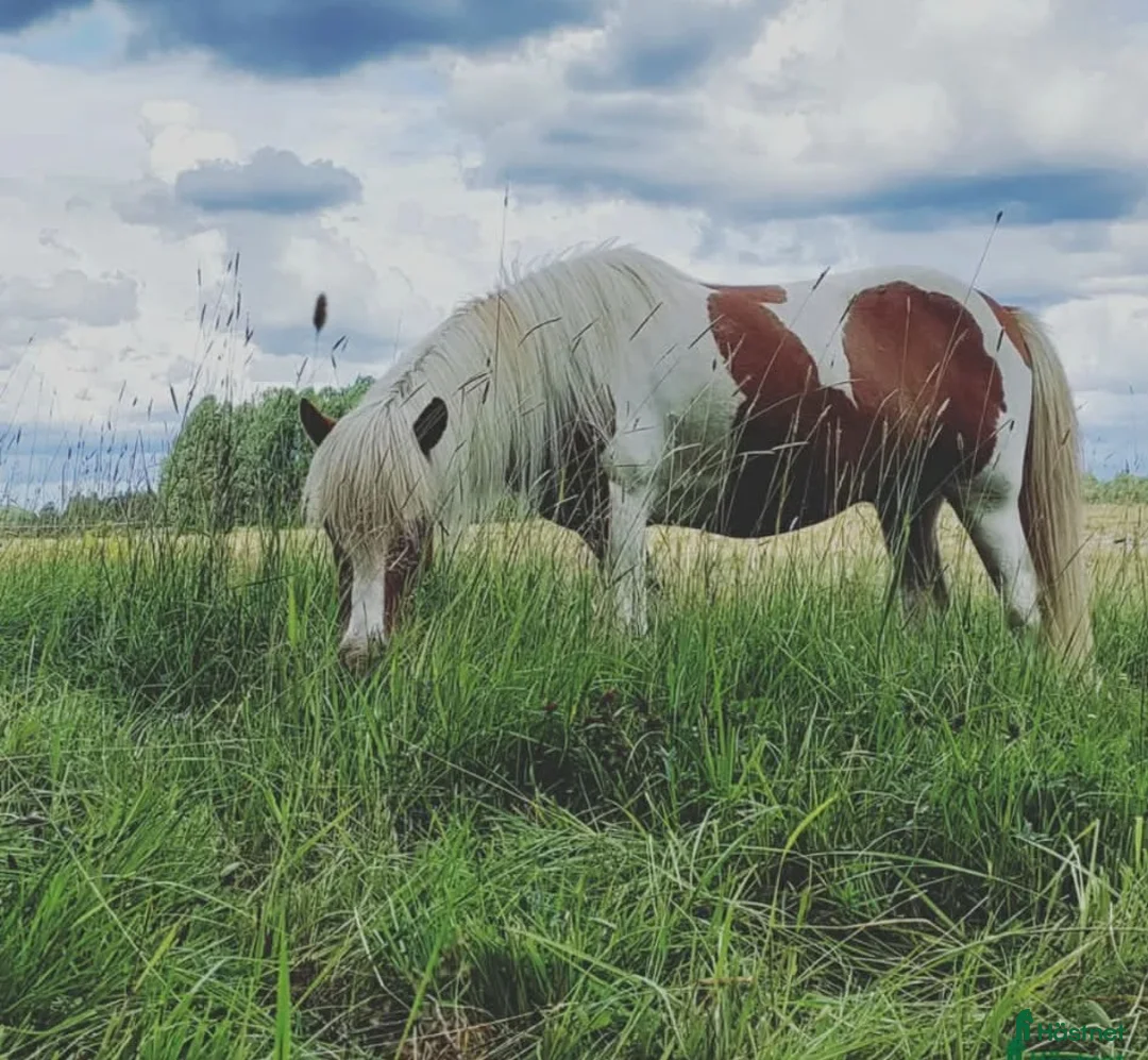  medryttarhäst finnes: Mysig islandsvalack - Annons 1