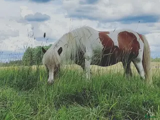 medryttarhäst finnes: Mysig islandsvalack - Annons 1