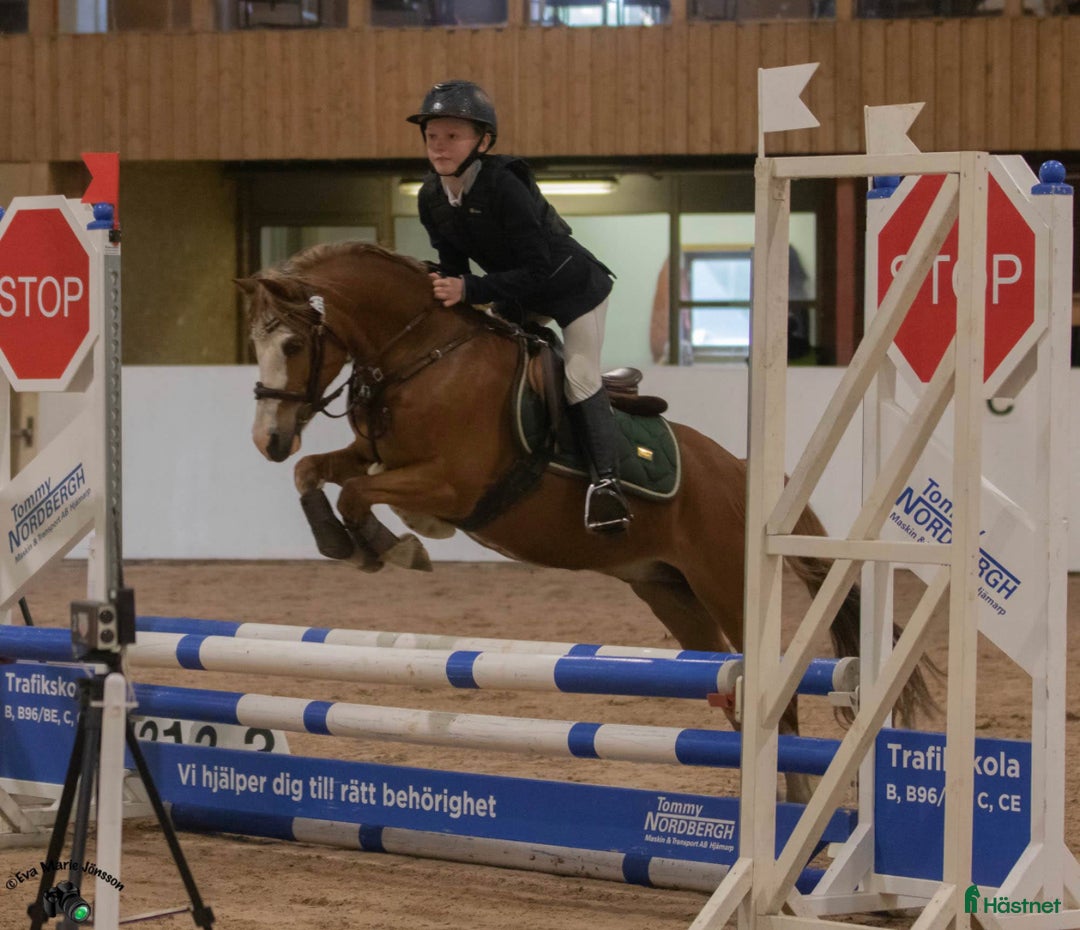 Allround hästar till salu: Sockersöt läromästare  - Annons 4