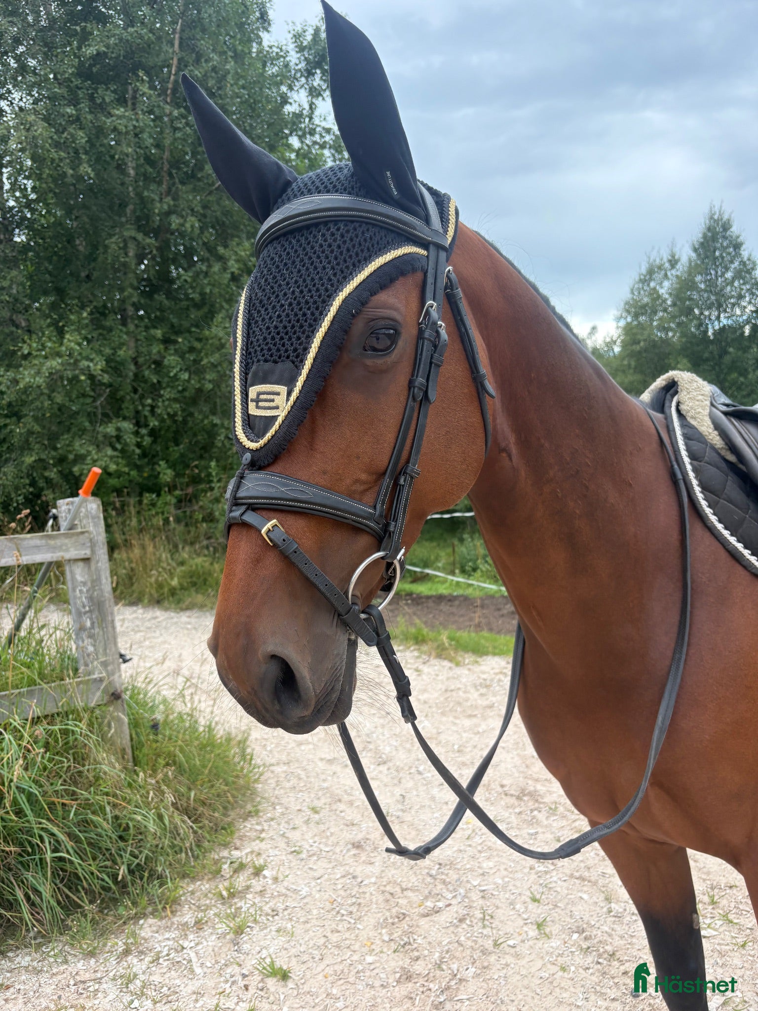  hästar Maxat D-ponnysto med storhäststam💫   - Annons 21