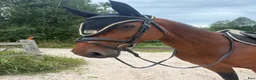 Hoppning hästar till salu: Maxat D-ponnysto med storhäststam💫   i Ulricehamn - Annons 1