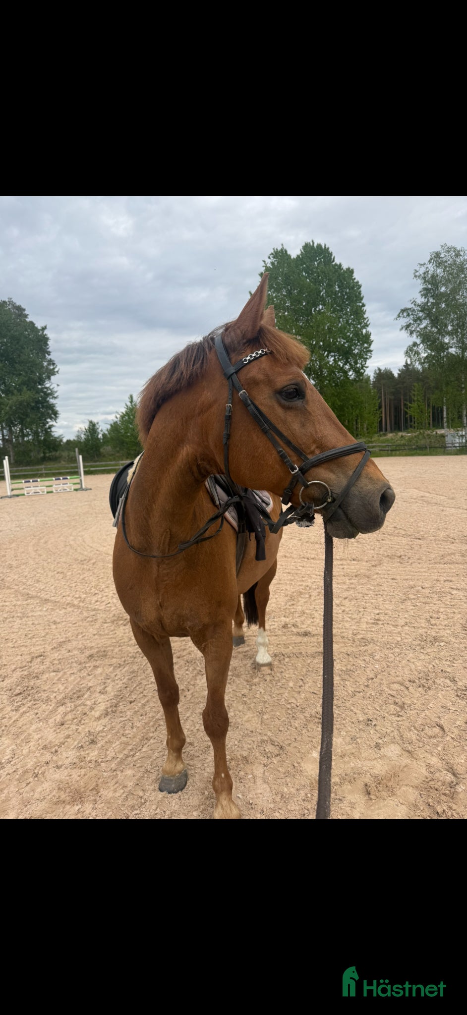  hästar Mycket trevligt allround sto säljes  - Annons 14