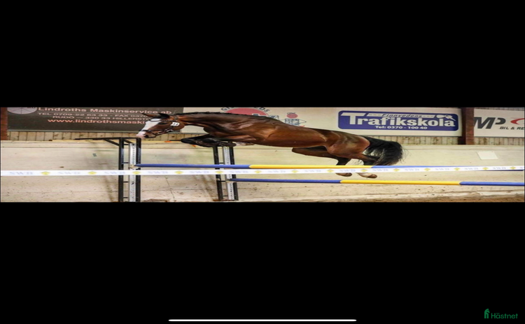  hästar i Äng - Annons 1