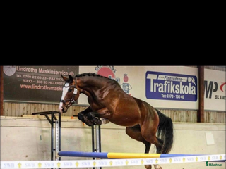 hästar i Äng - Annons 21