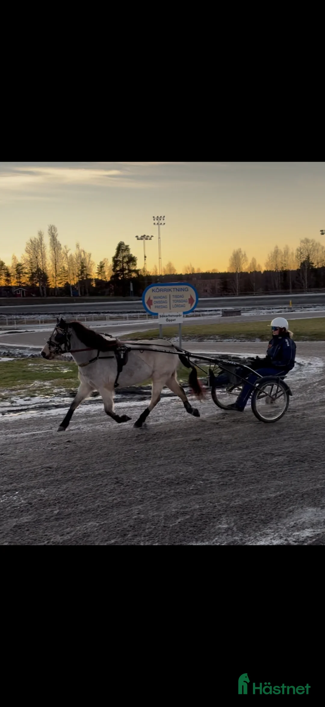 Trav hästar till salu: 5-årigt diplomsto med travstam - Annons 2