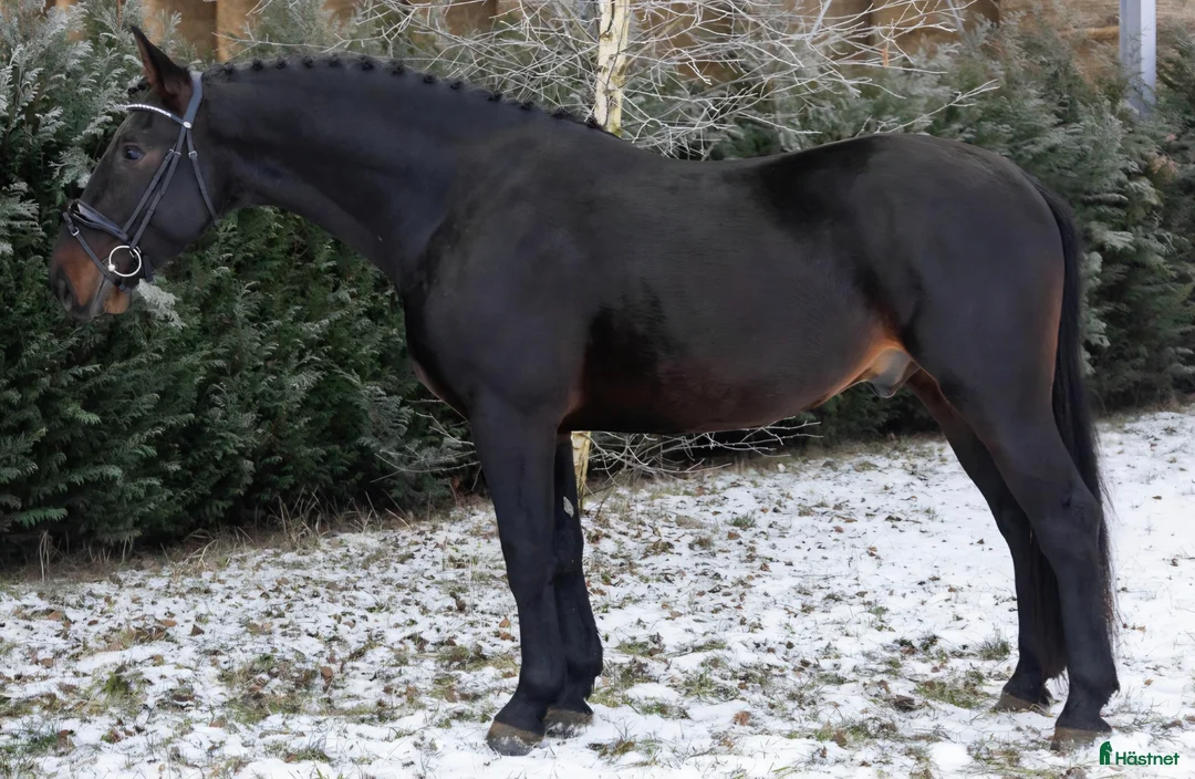 Allround hästar till salu: Exceptional Silesian - Quality & Top Potential  - Annons 13