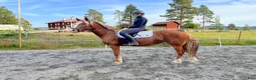  stallplats finnes: Stallplatser finnes i Kilafors - Annons 7
