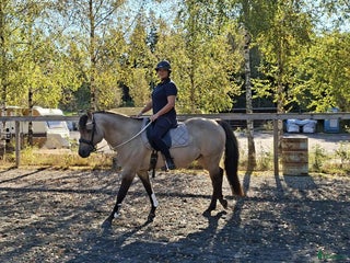 hästar i Ödsmål - Annons 2
